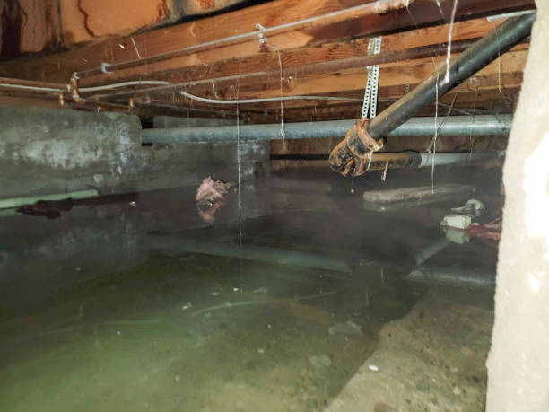 Best Water damage cleanup near me  in Benton, AR